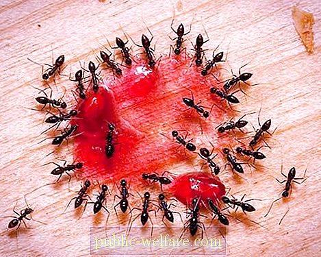 Animali domestici che mangiano formiche