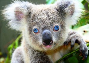 Cosa mangiano i cuccioli di koala