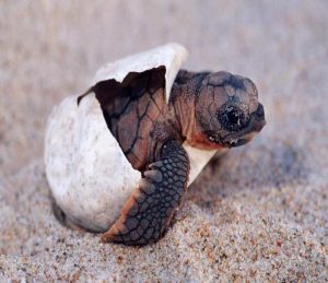 Di cosa si nutrono le tartarughe di terra appena nate