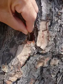 Per far seccare un albero di pino