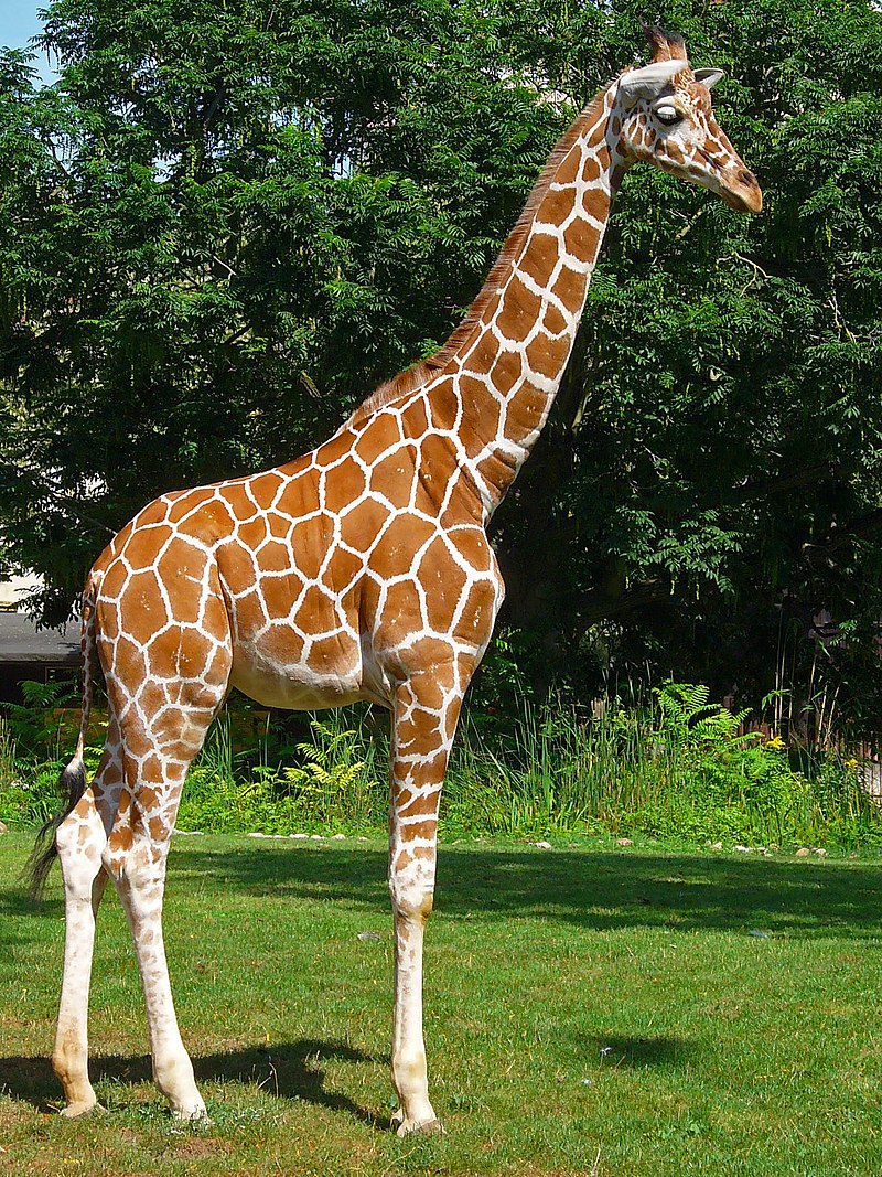 Quanto costa una giraffa animale