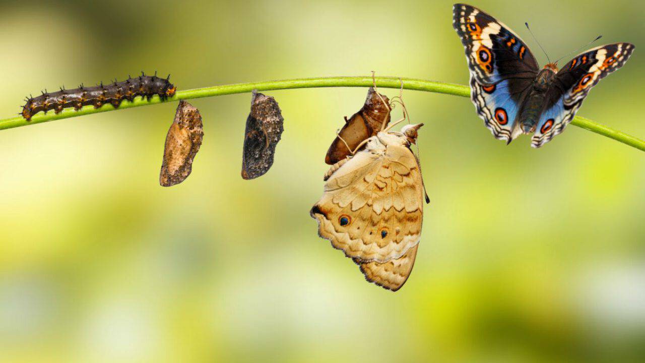 Quanto vive una farfalla