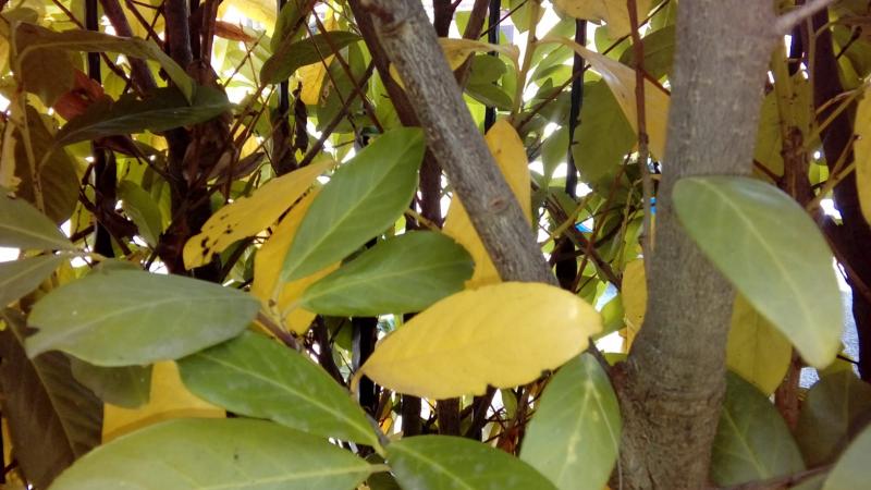 Lauroceraso con foglie gialle